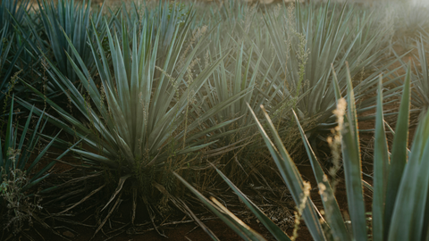 Beginner’s Guide to Tequila