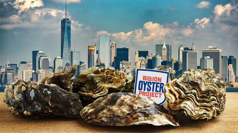 Billion Oyster Project x Community Wine & Spirits: A Sustainable Wine Tasting and Eco-Lecture