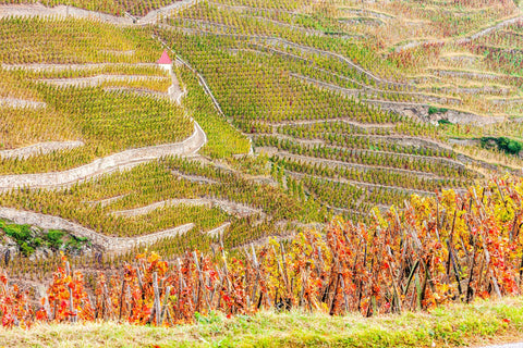 Wine 101: Rhône Valley