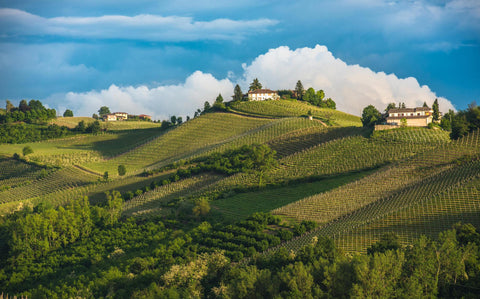 Wine 201: Piedmont with David Weitzenhoffer