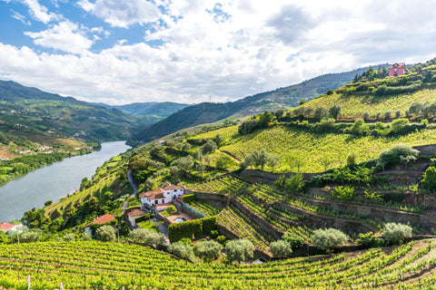 Wine 101: Portugal with Orr Reches