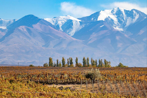 Wine 101: Argentina