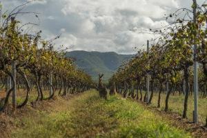 Wine 101: Australia