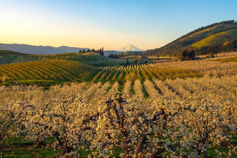Wine 101: Wines of Oregon Thursday 8/21 7-8:30 PM