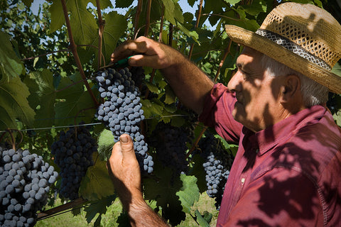 Bruno Giacosa