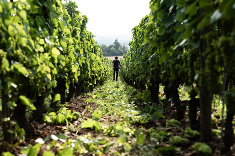 Domaine Robert Serol