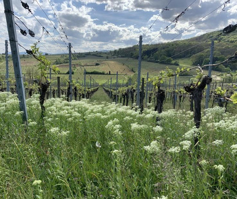Marcel Deiss Riesling Burg VT 1997