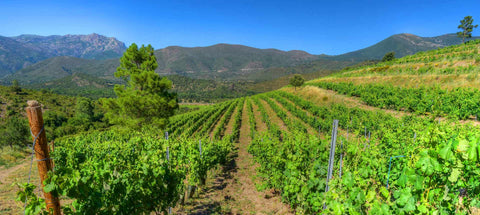 Domaine Vico