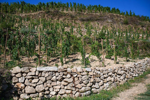 Domaine Bastien Jolivet