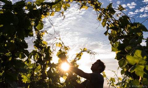 Domaine Jean Marc Bouley