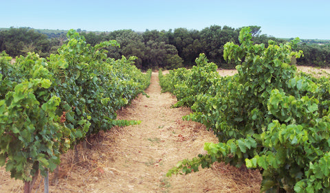 Domaine Moulin Tacussel