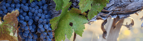 Ridge Vineyards
