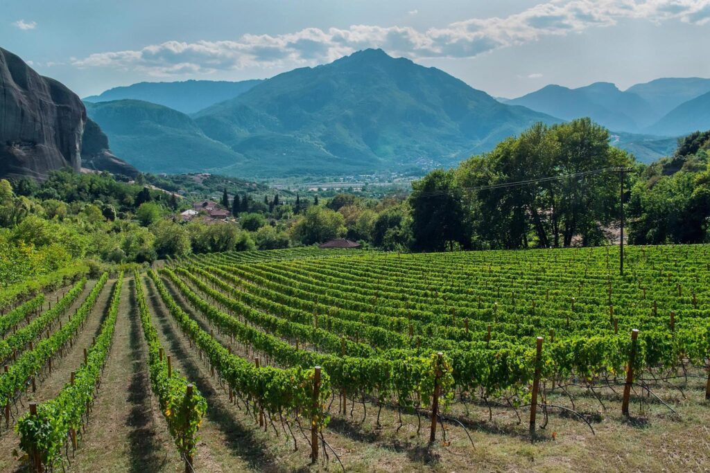Wine 201: Intro to Greece Thursday July 31 7-8:30 PM